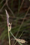 Barratt's sedge